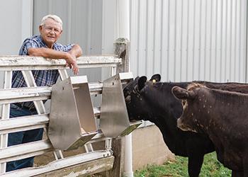 Man feeding cows